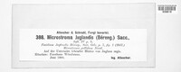 Pseudomicrostroma juglandis image
